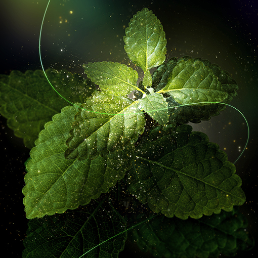 SFSLX Ingredients